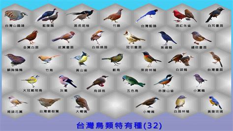 鳥類種類 菲名字意思